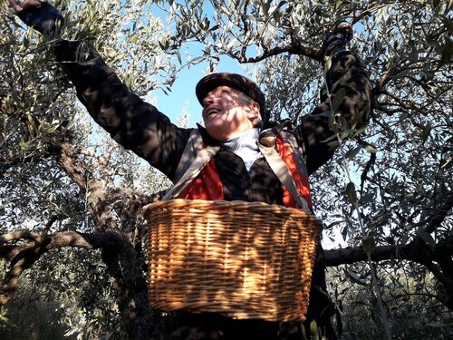 December harvest of olives in Piégon, Drôme provençale