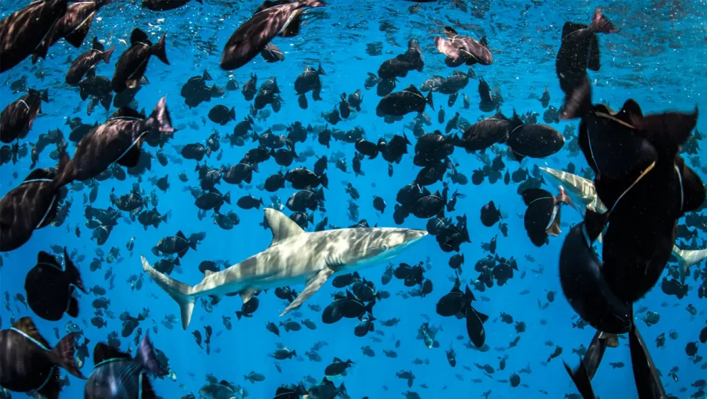 The BBNJ Agreement: a landmark treaty for our oceans