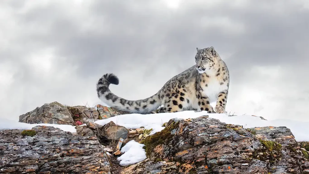 Protecting the elusive snow leopard